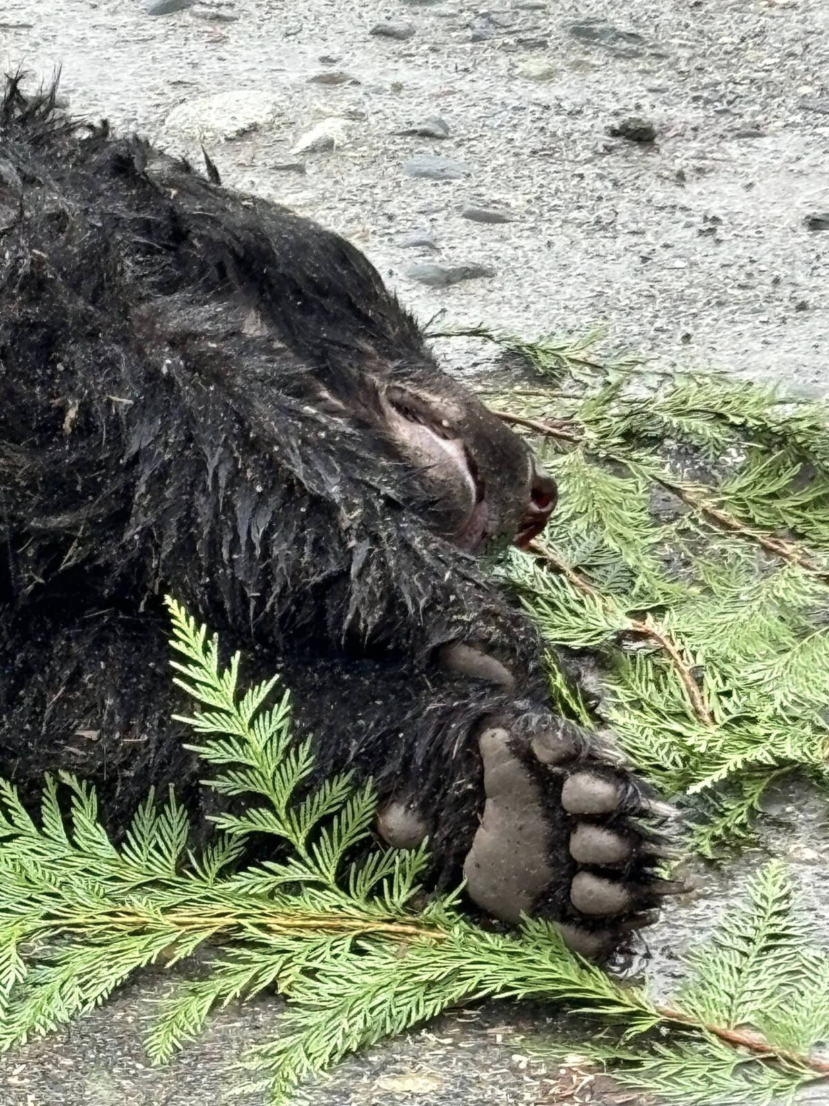 A black bear lies dead on a West Coast road, swathed in cedar boughs. (Lani Ranger/Facebook)