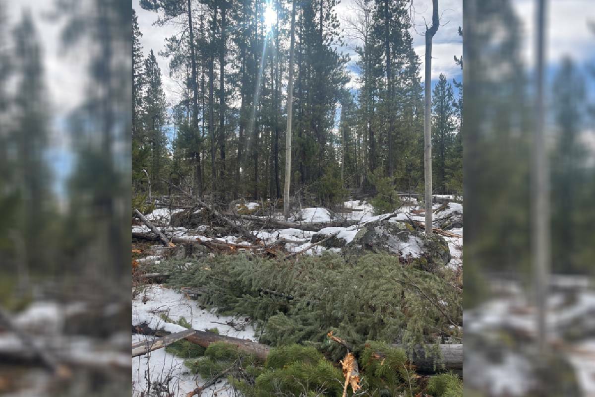 Area before treatment. (Brian Watson/ Contributed)