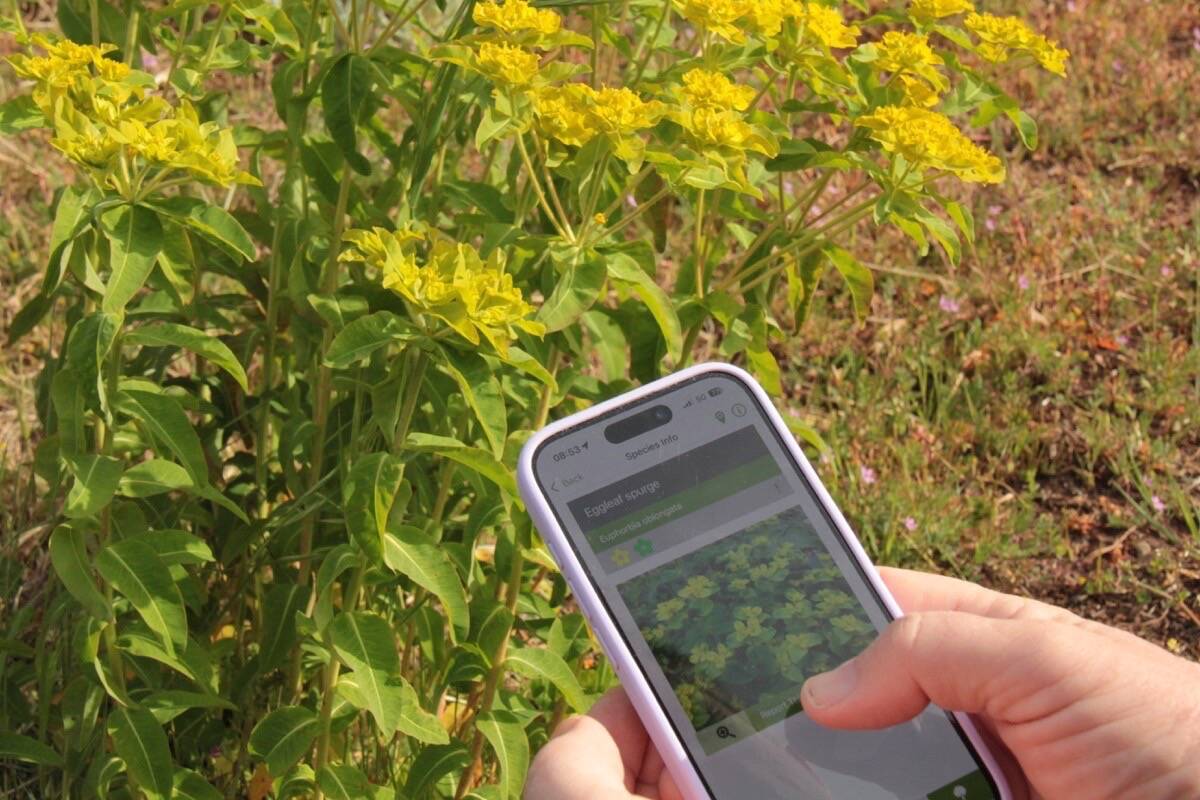 Reporting eggleaf spurge online is easy if you know what you&rsquo;re looking at, says Wylie Thomas. (Christine van Reeuwyk/Oak Bay News)