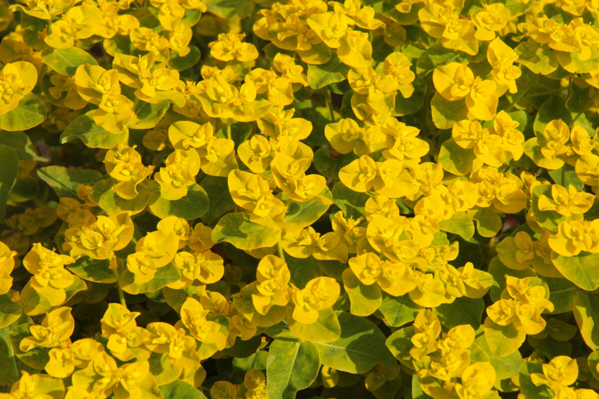 Eggleaf spurge spreads on a boulevard in Oak Bay. (Christine van Reeuwyk/Oak Bay News)