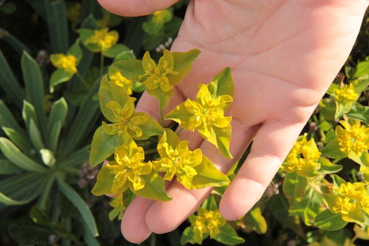 Wylie Thomas shows the invasive eggleaf spurge spreading on a boulevard in Oak Bay. (Christine van Reeuwyk/Oak Bay News)